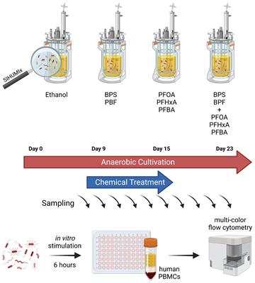 An in vitro model system for testing chemical effects on microbiome-immune interactions – examples with BPX and PFAS mixtures